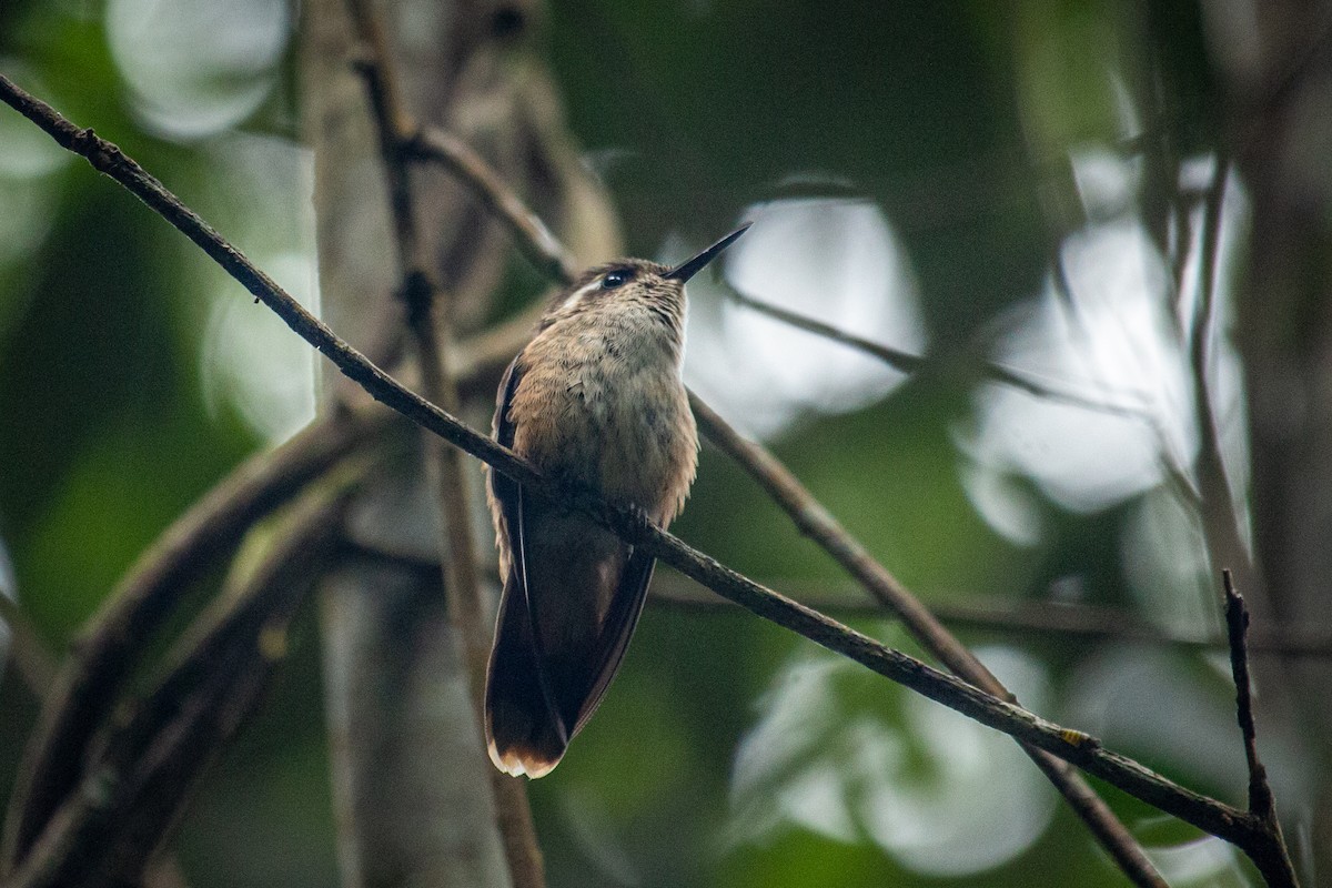 Speckled Hummingbird - ML557112031