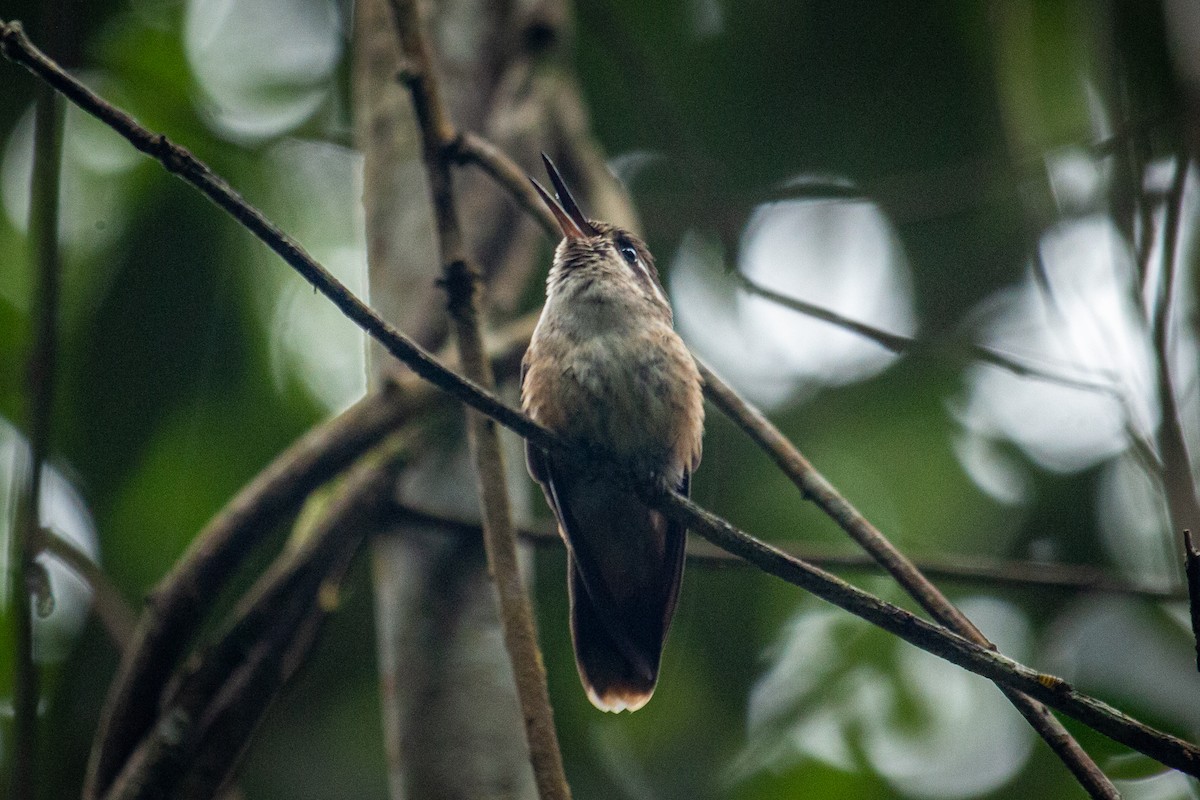 Speckled Hummingbird - ML557112041