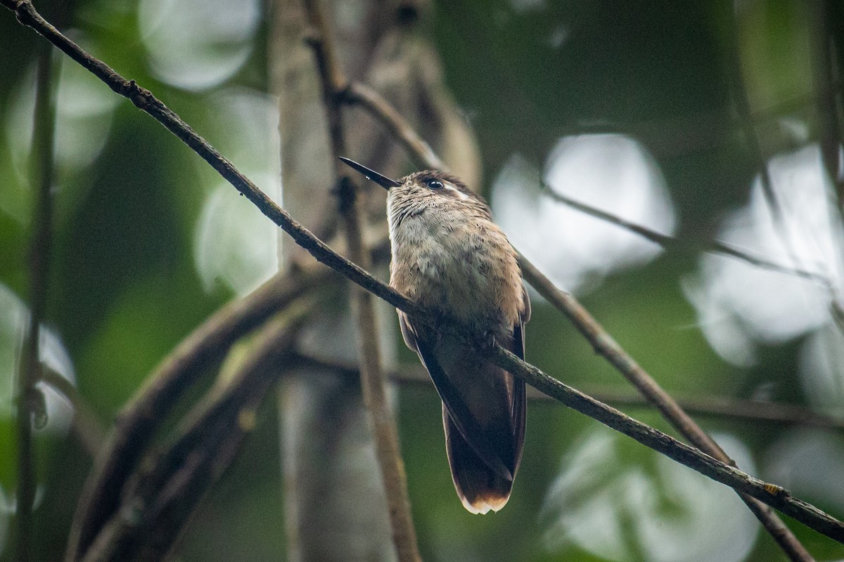 Speckled Hummingbird - ML557112051