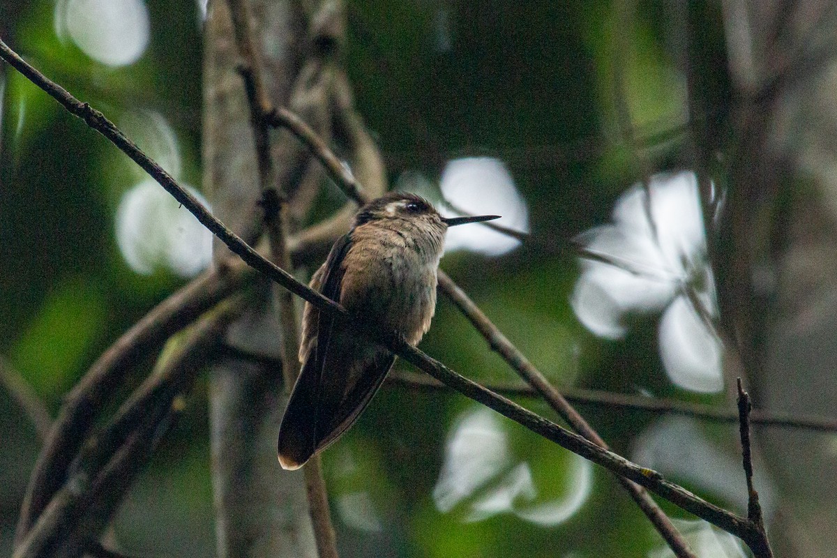 Speckled Hummingbird - ML557112061