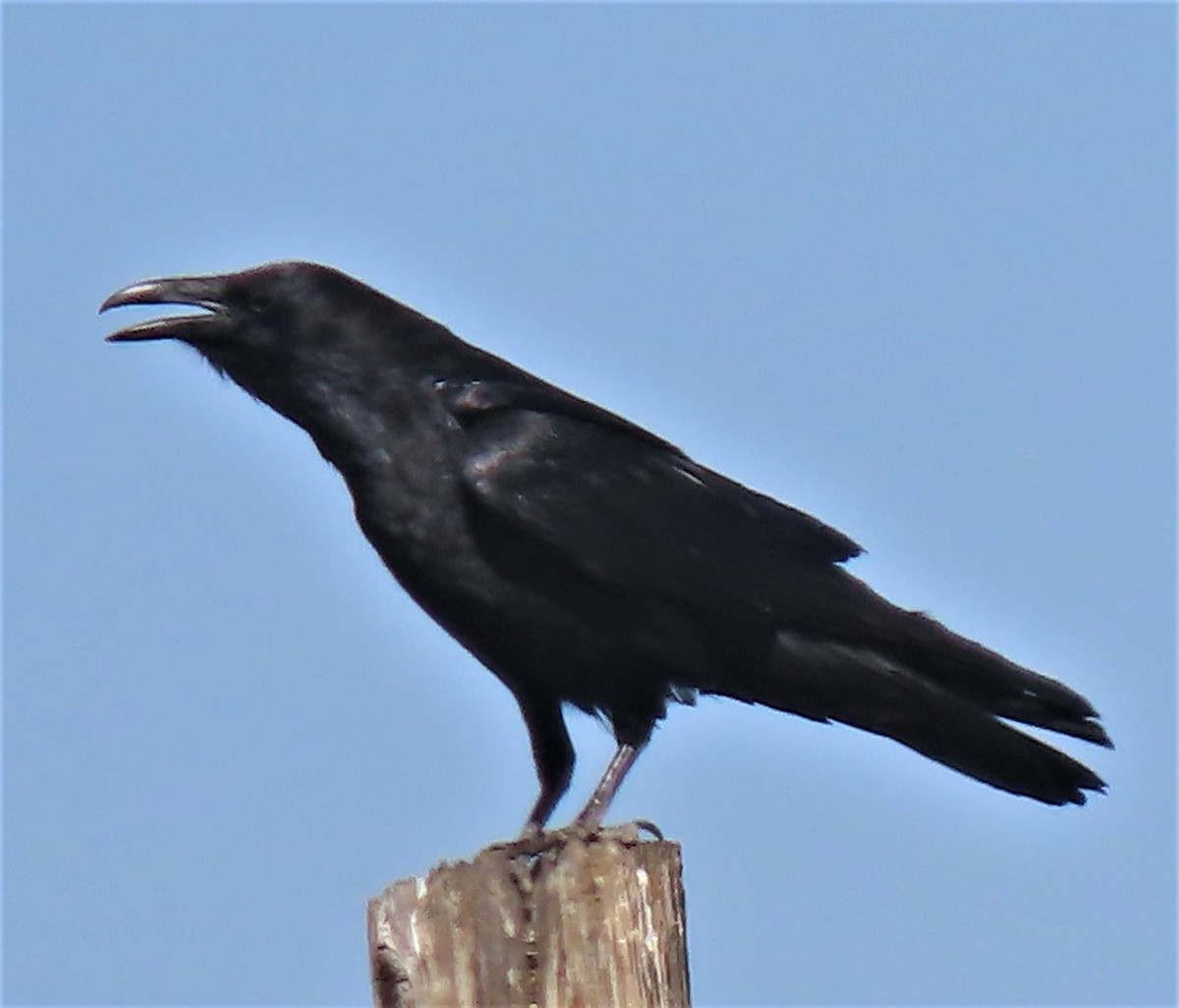 Common Raven - ML557113701