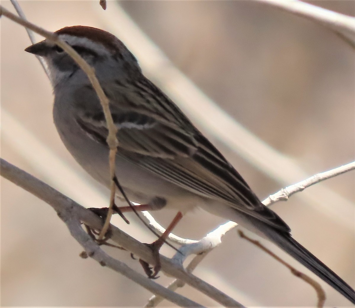 Chipping Sparrow - ML557114231