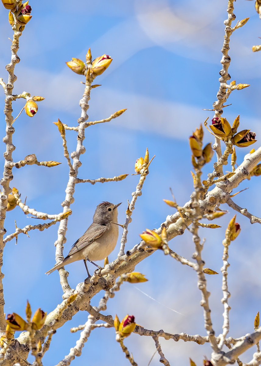 Lucy's Warbler - ML557114901