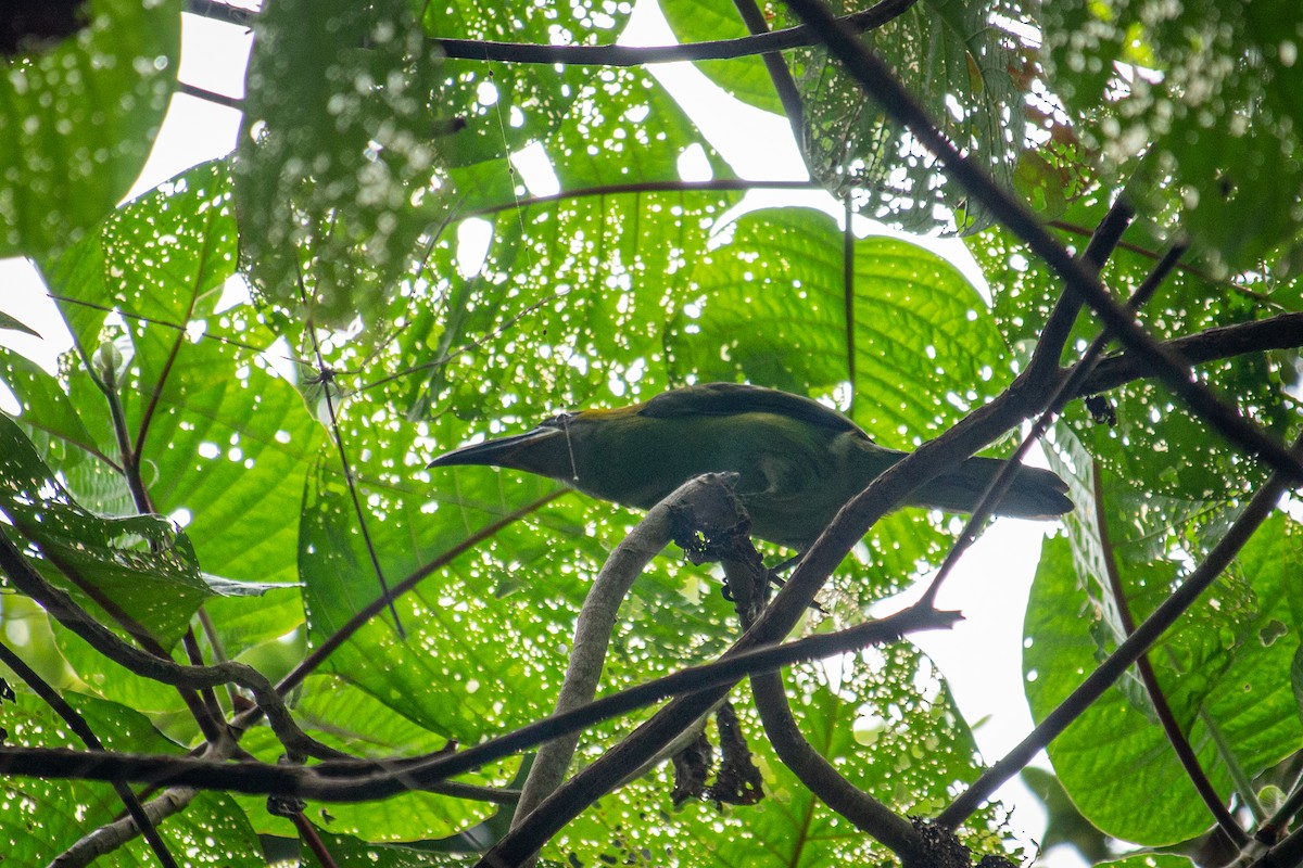 Groove-billed Toucanet - ML557115361