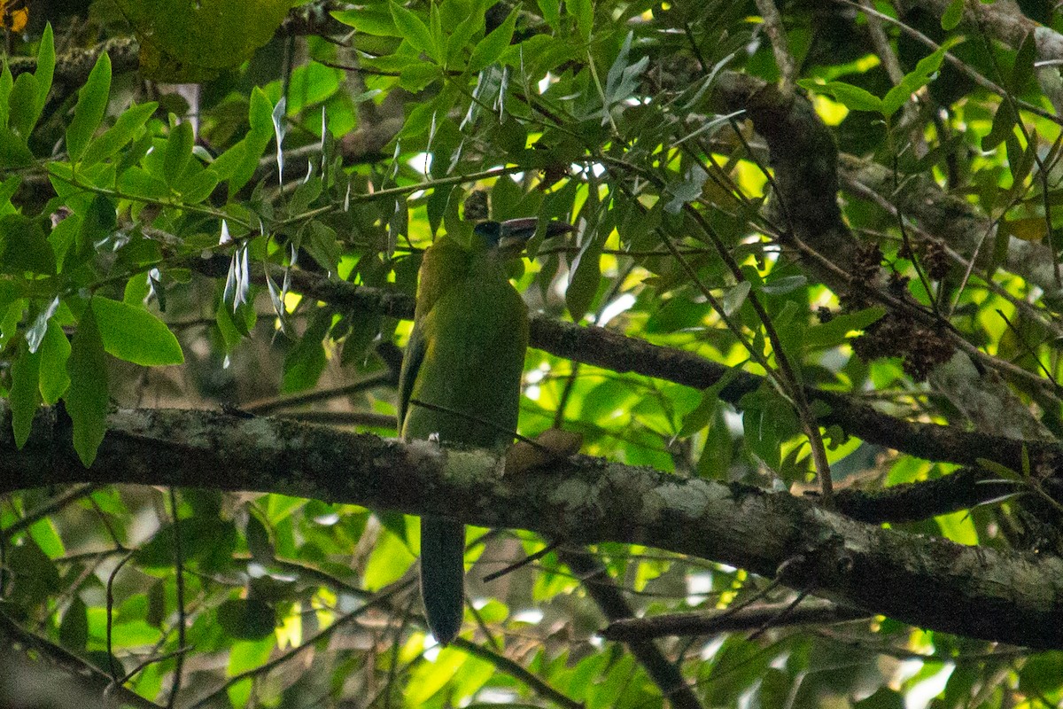 Groove-billed Toucanet - ML557115371
