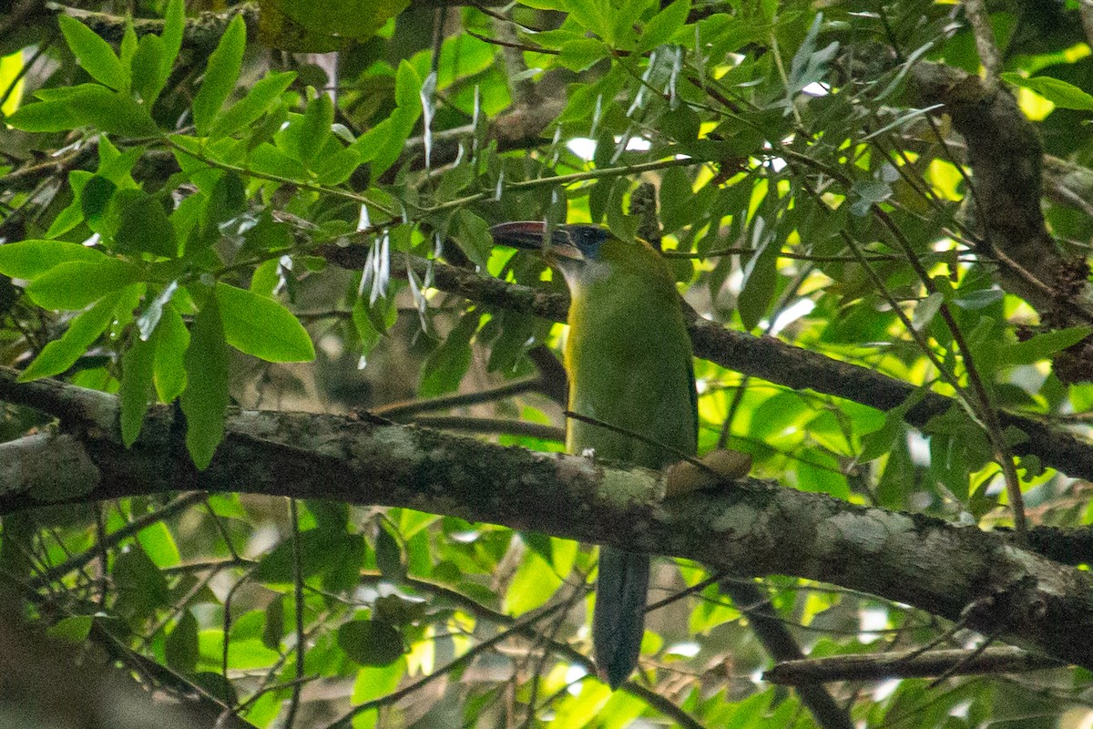 Groove-billed Toucanet - ML557115381