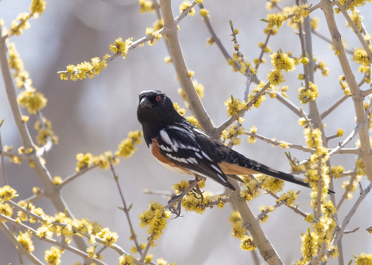 Spotted Towhee - ML557117481