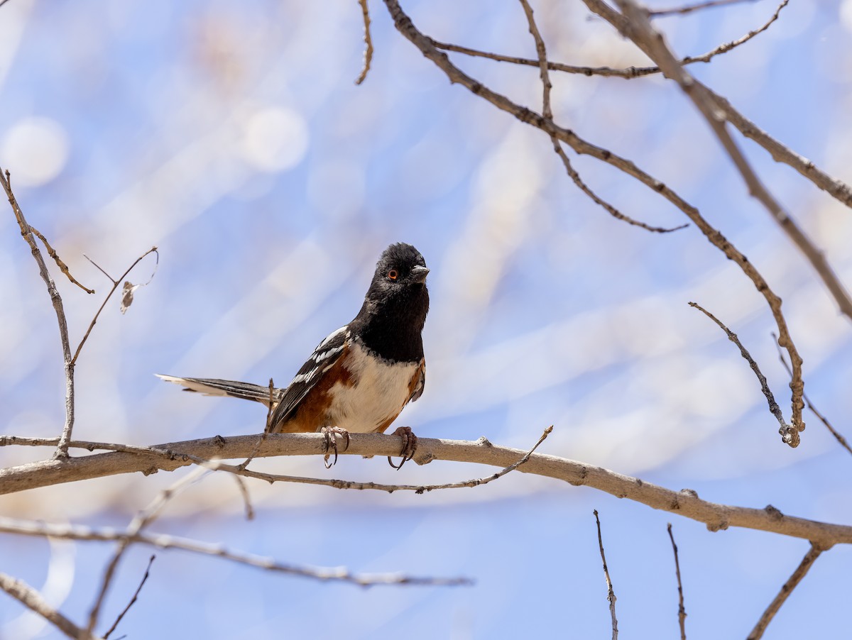 Spotted Towhee - ML557117521