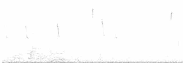 Percefleur noir - ML557118181