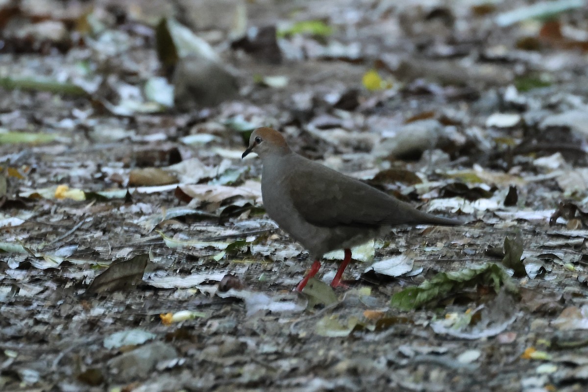 Gray-chested Dove - ML557119901