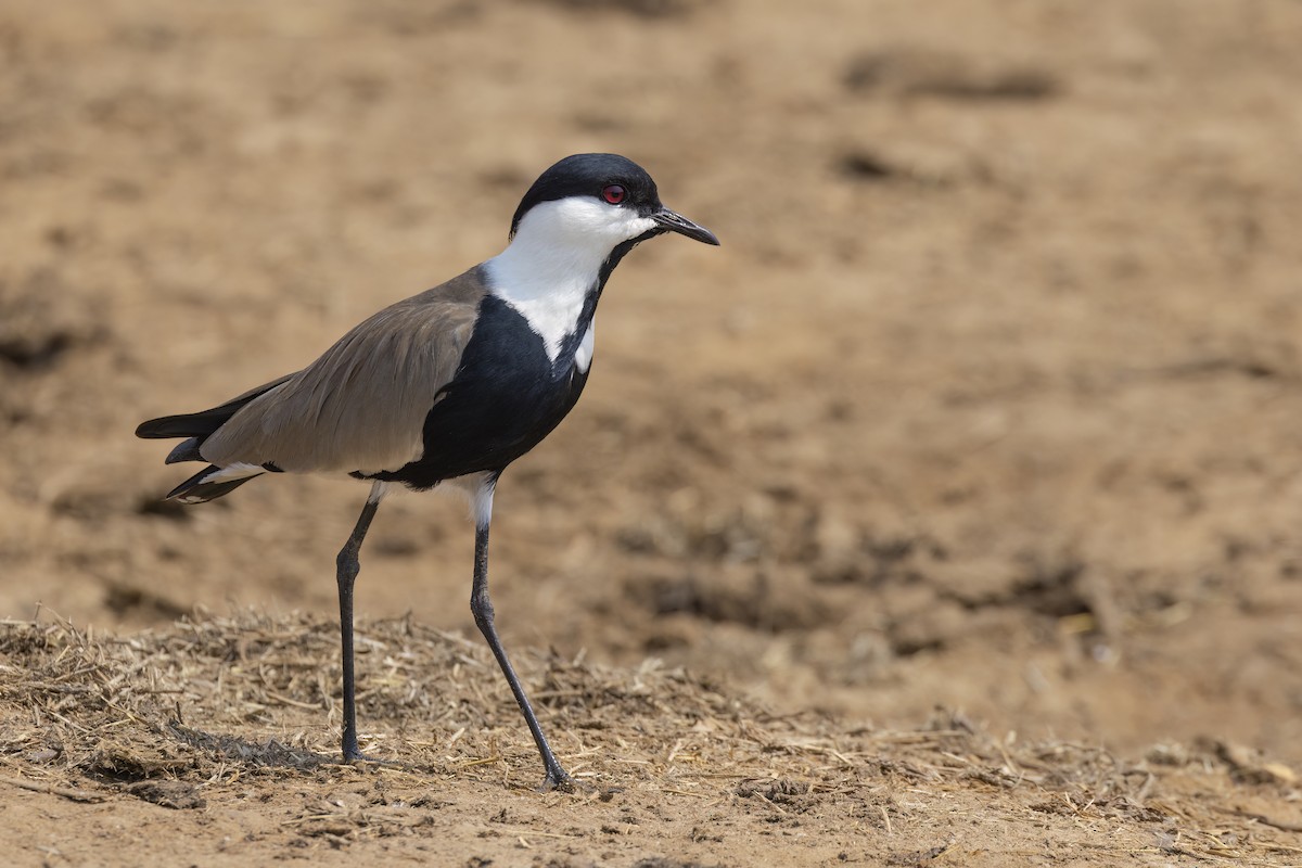 Spur-winged Lapwing - ML557120431