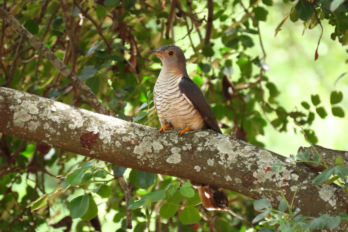 Red-chested Cuckoo - Shane Dollman
