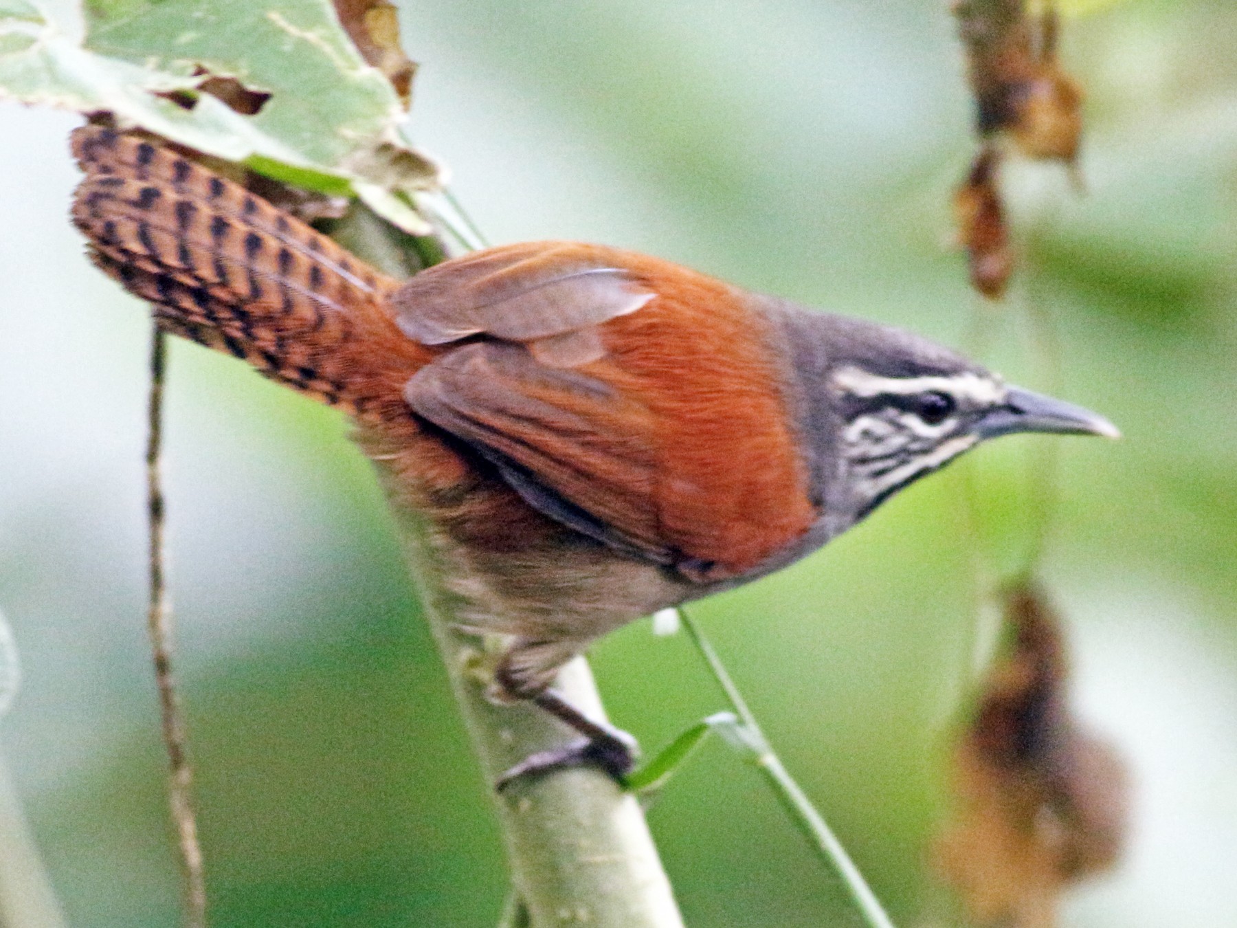 Whiskered Wren - Julian Zuleta (Organización Ambiental Vida silvestre)