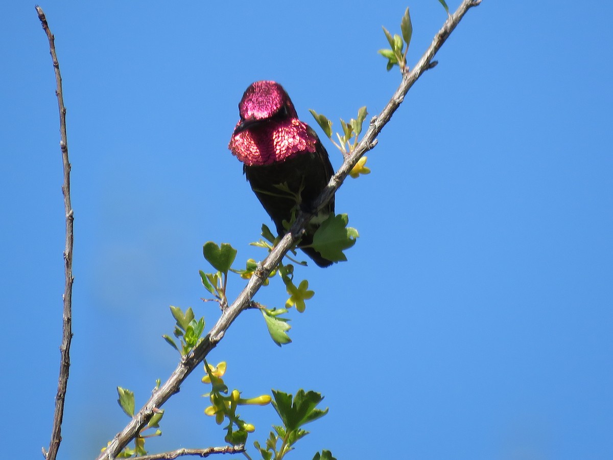 Anna's Hummingbird - ML557130961