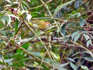  - Tinamú Birding Nature Reserve - ML55713251