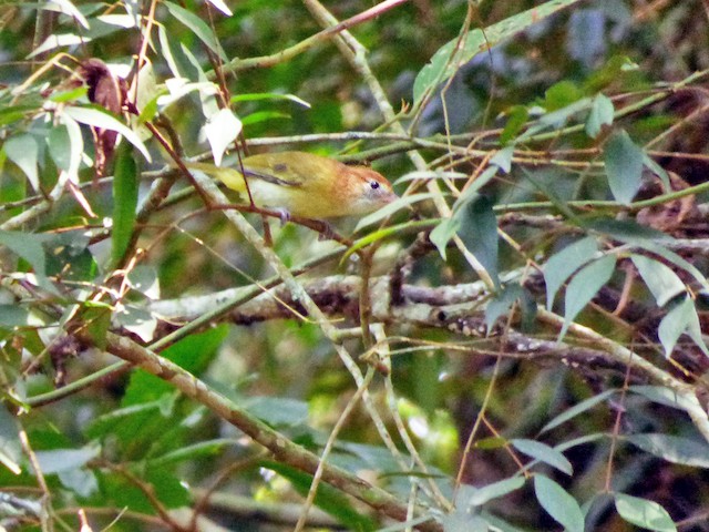  - Rufous-naped Greenlet - 