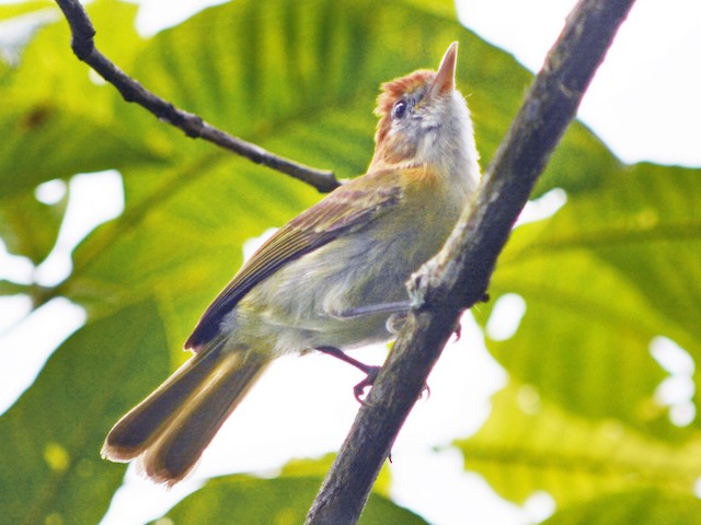  - Rufous-naped Greenlet - 