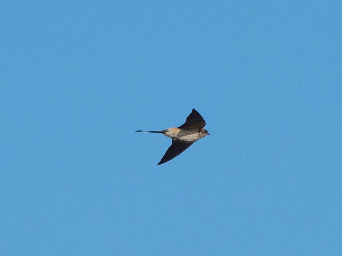 Red-rumped Swallow - ML557134961