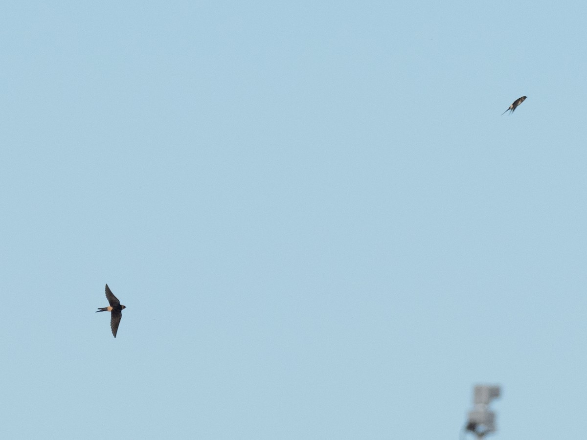 Red-rumped Swallow - ML557135001