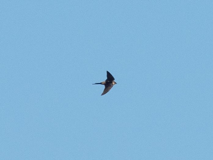 Red-rumped Swallow - ML557135271