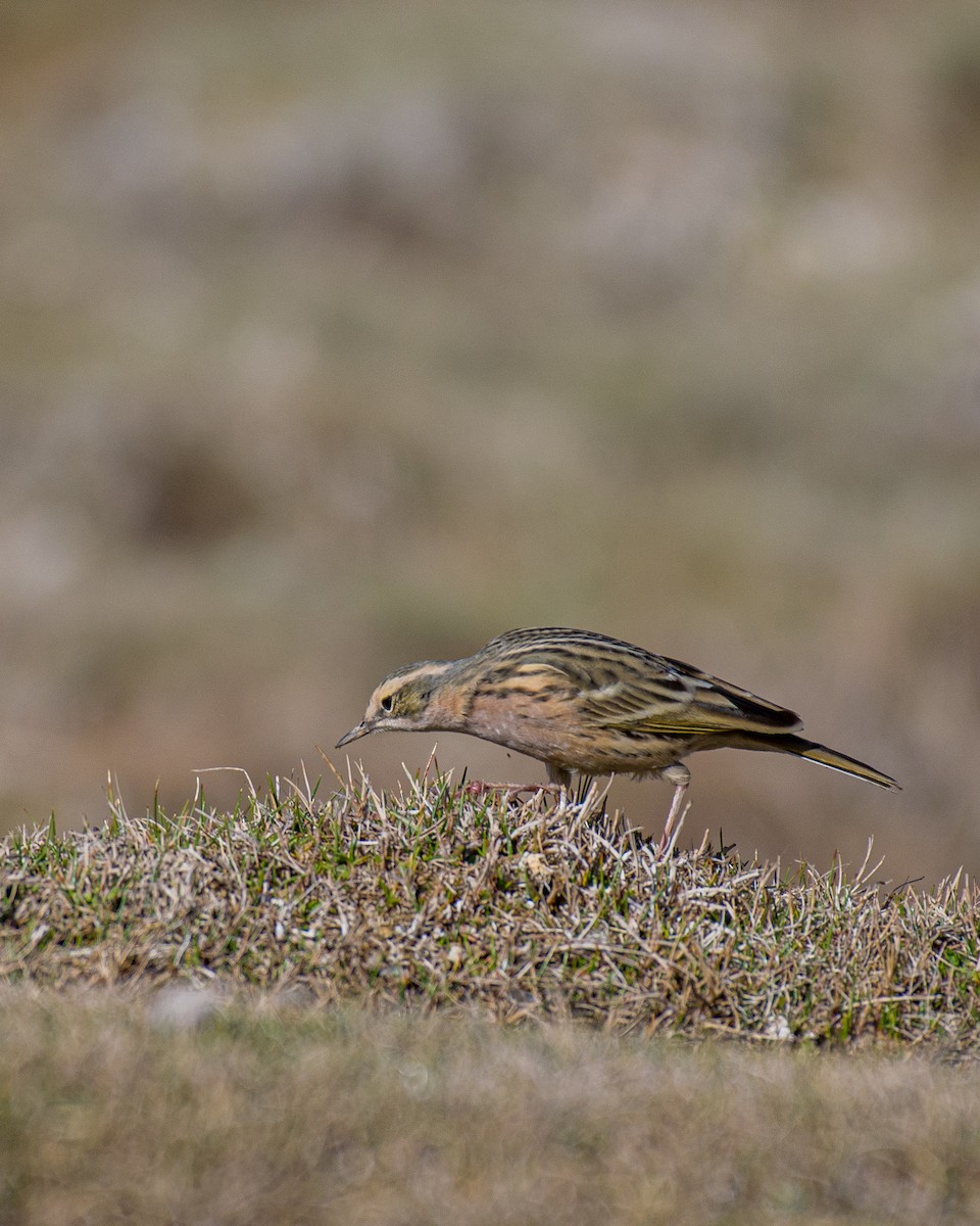 Rosy Pipit - ML557137861