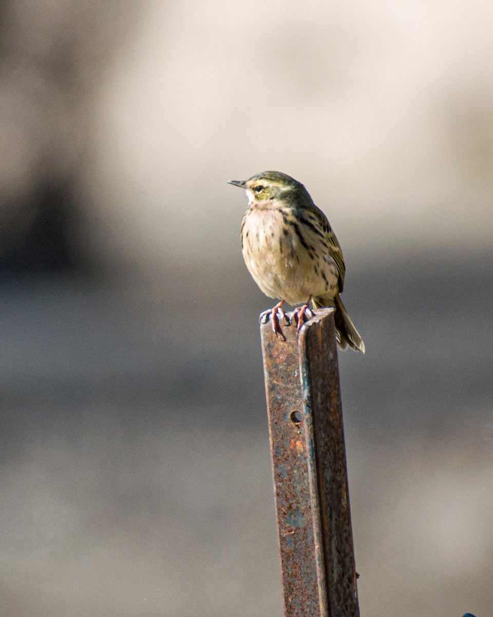 Water Pipit - ML557137881