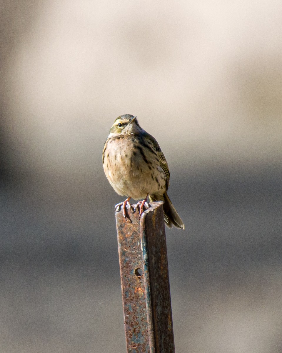 Water Pipit - ML557137891