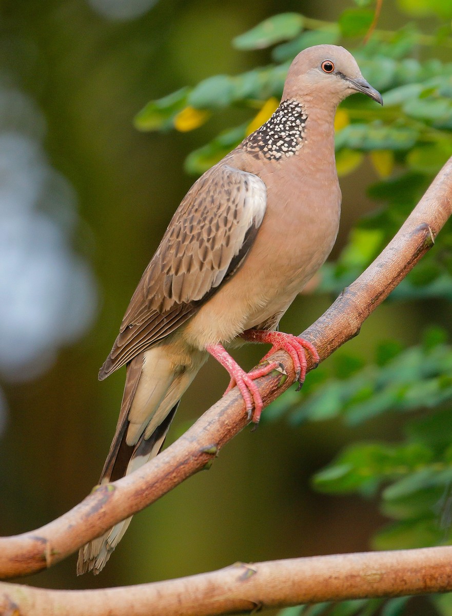 Spotted Dove - ML557137971