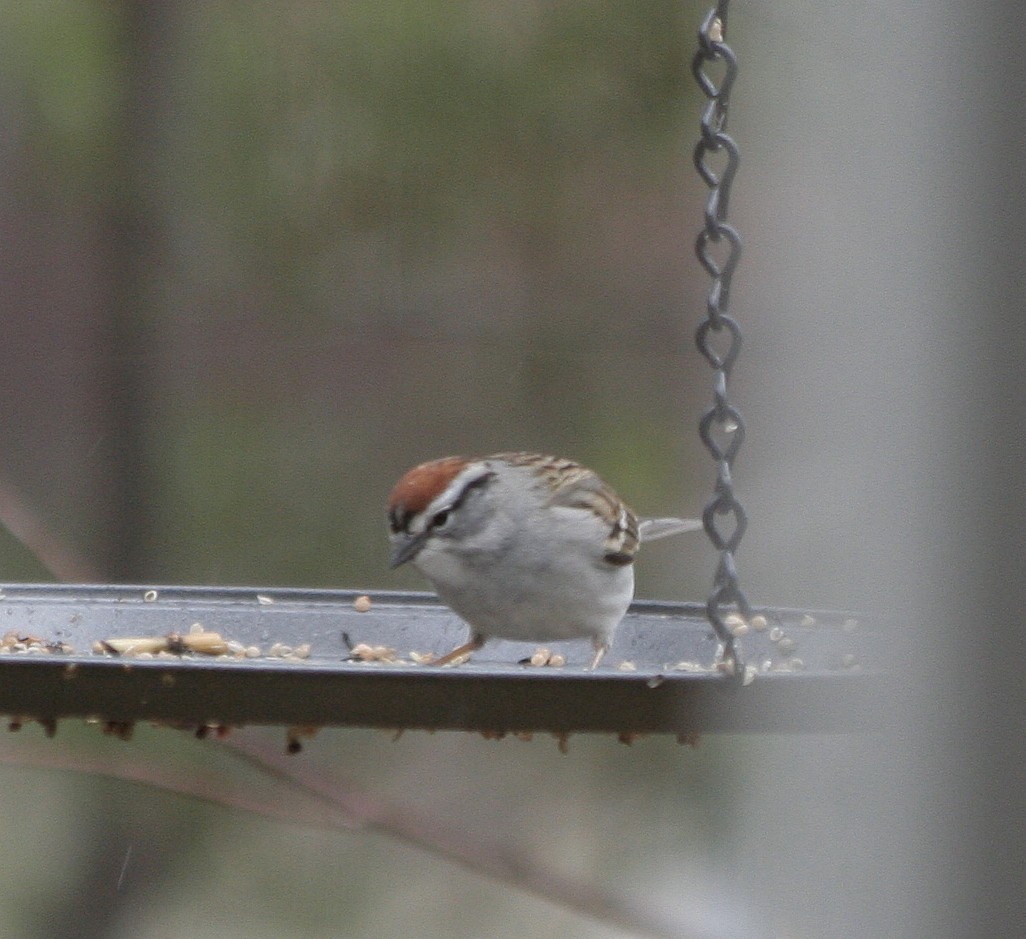 Chipping Sparrow - ML55713871