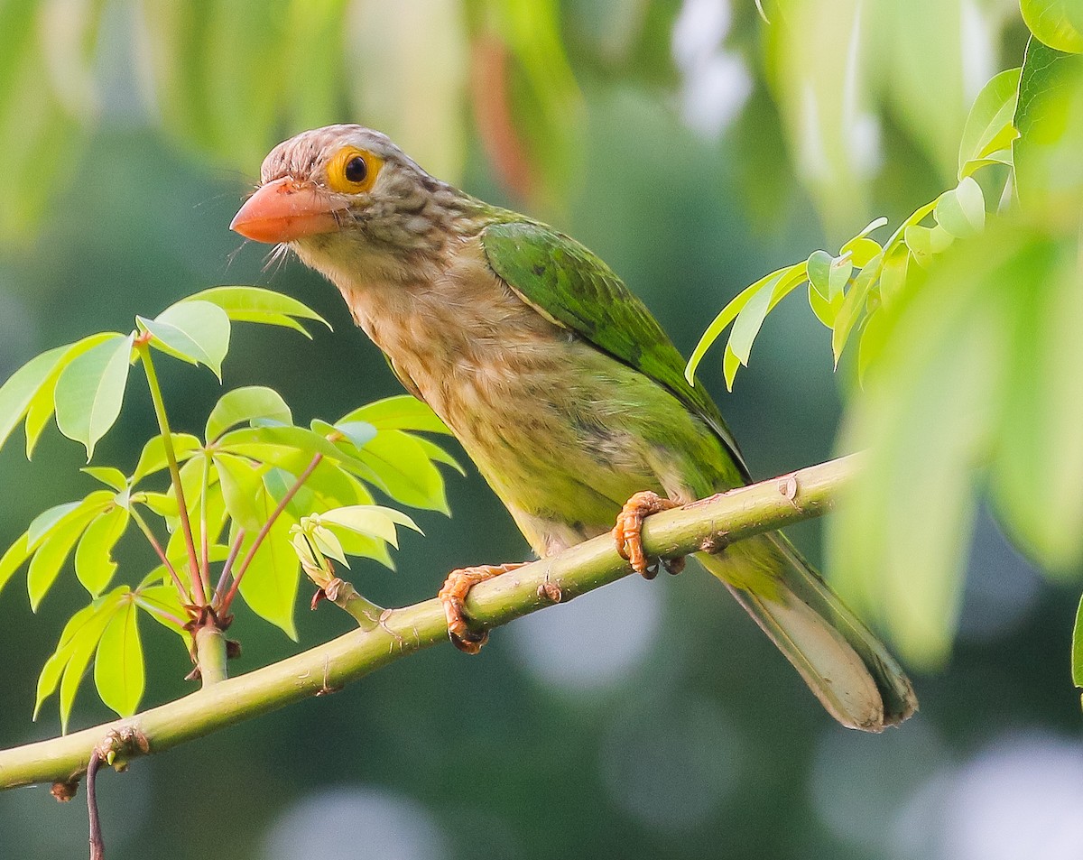 Lineated Barbet - ML557139511