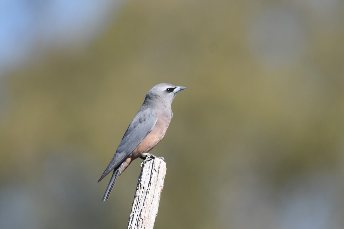 White-browed Woodswallow - ML557141031