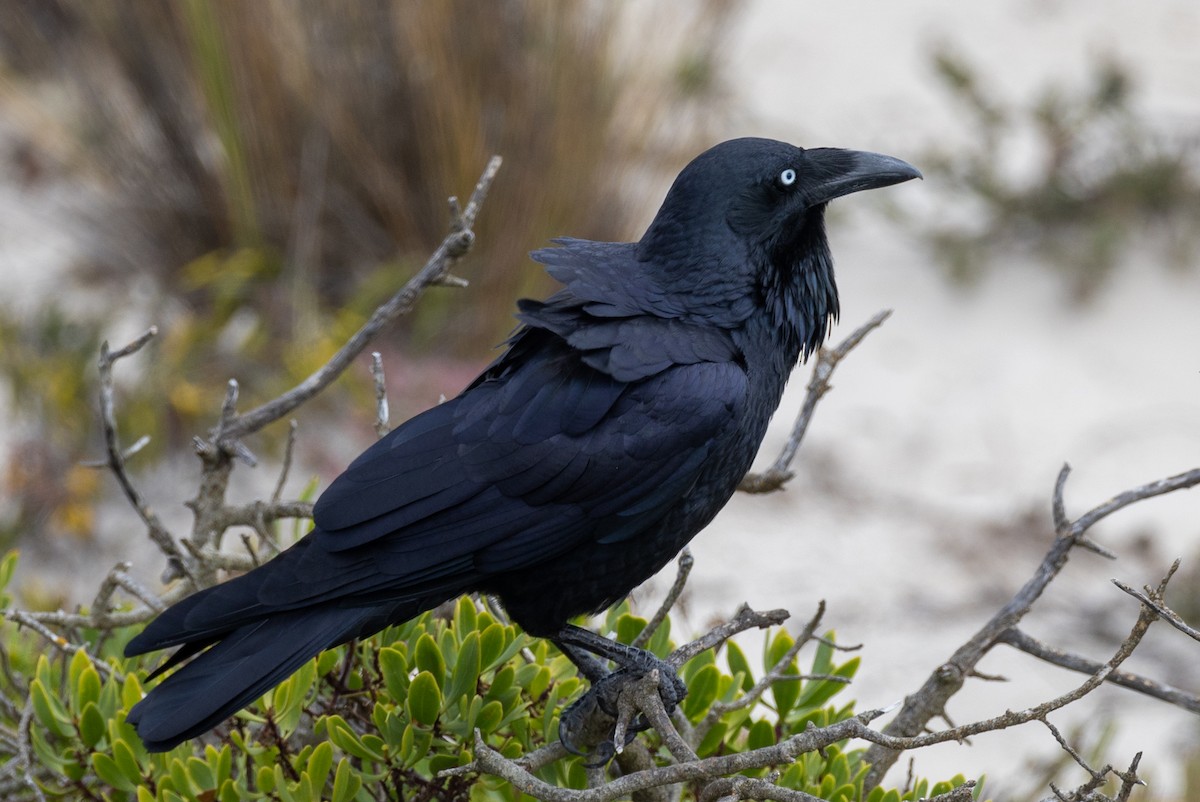 Australian Raven - ML557143281
