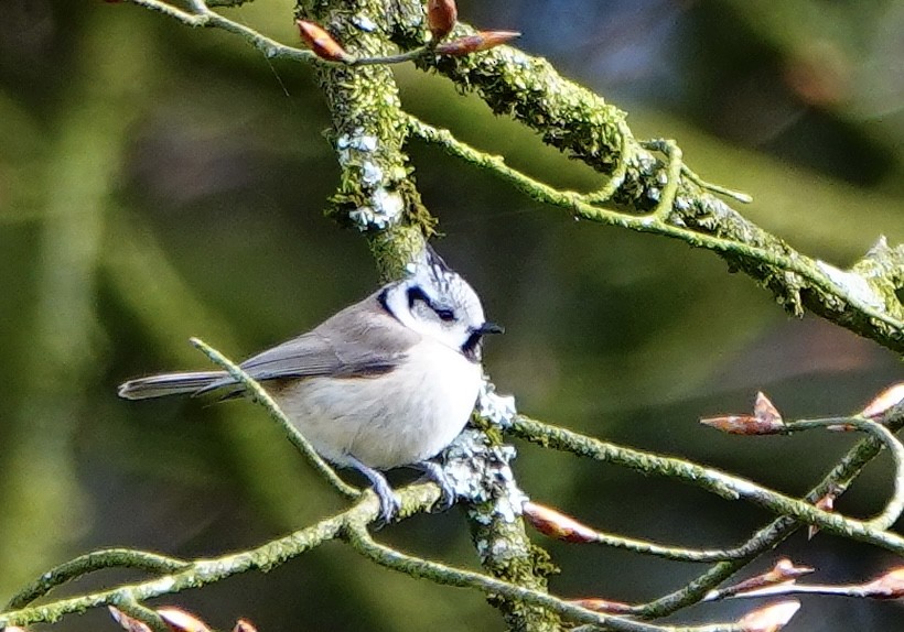Crested Tit - ML557145351