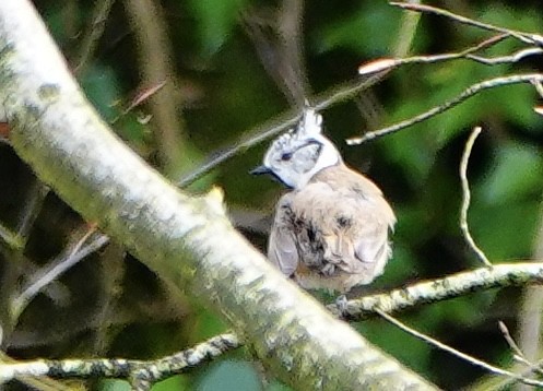 Crested Tit - ML557145361