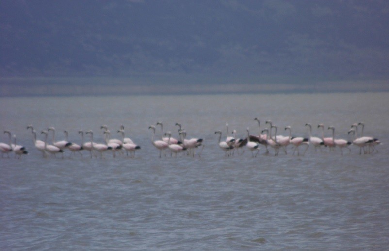 Andean Flamingo - Enver Ortiz