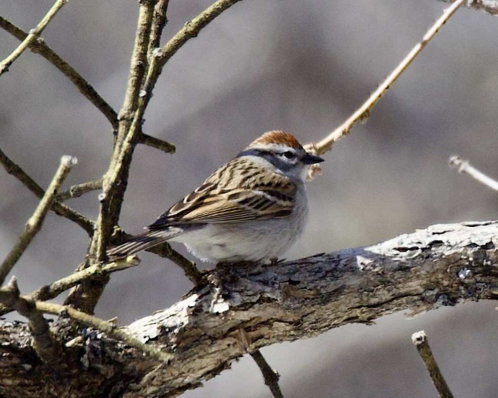 Chipping Sparrow - ML557150021