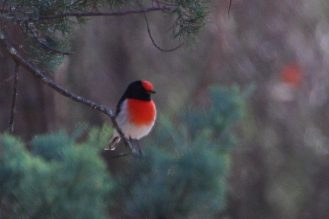 Red-capped Robin - ML557150181