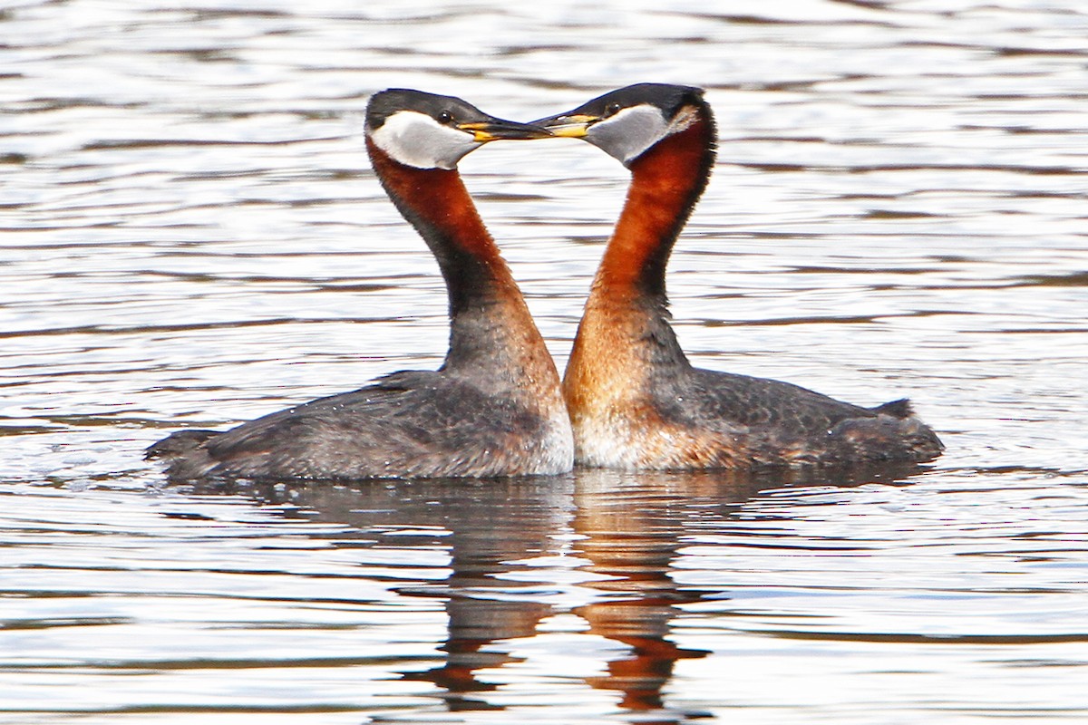 Red-necked Grebe - ML557151041