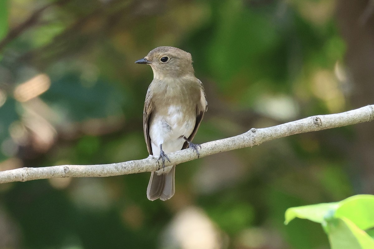 Blue-and-white/Zappey's Flycatcher - ML557151131