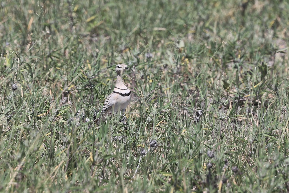 Double-banded Courser - ML557152281