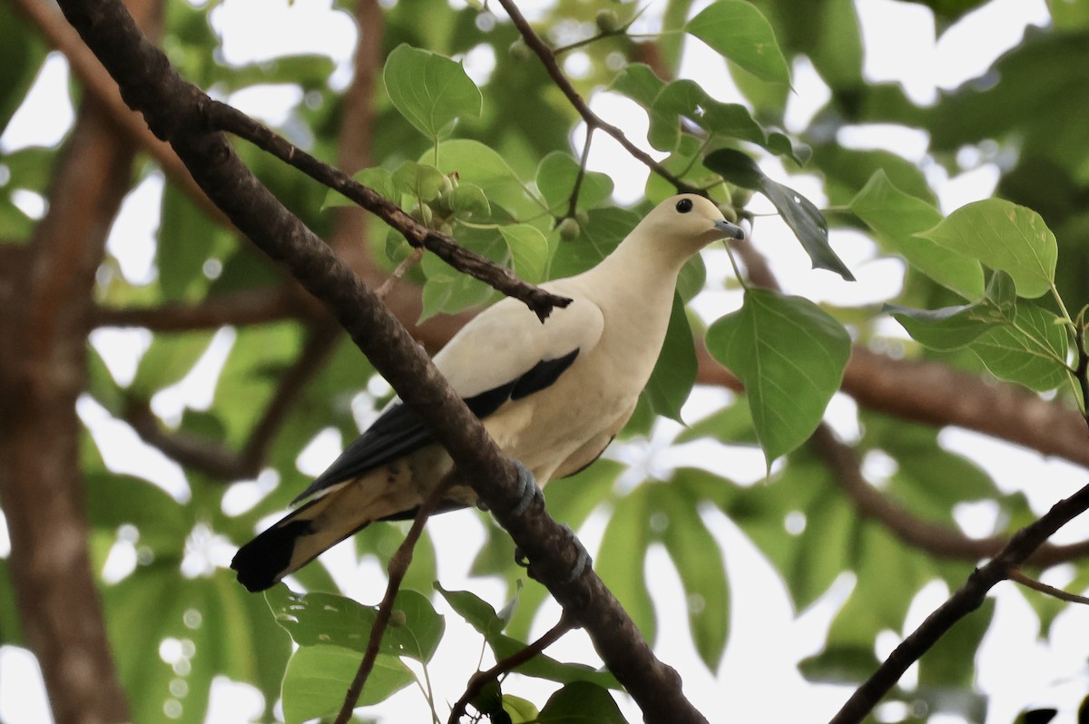 Pied Imperial-Pigeon - ML557154751