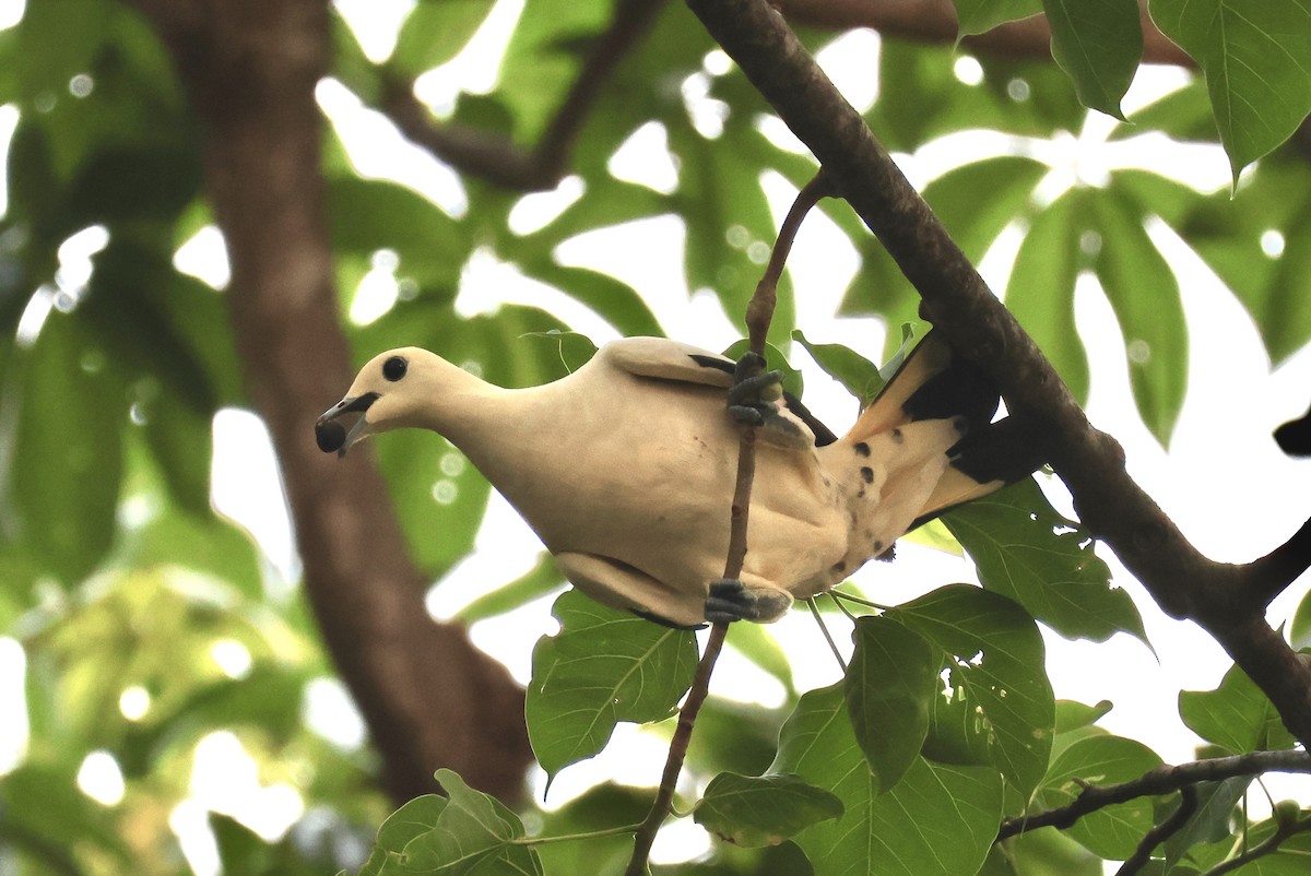 Pied Imperial-Pigeon - ML557154761