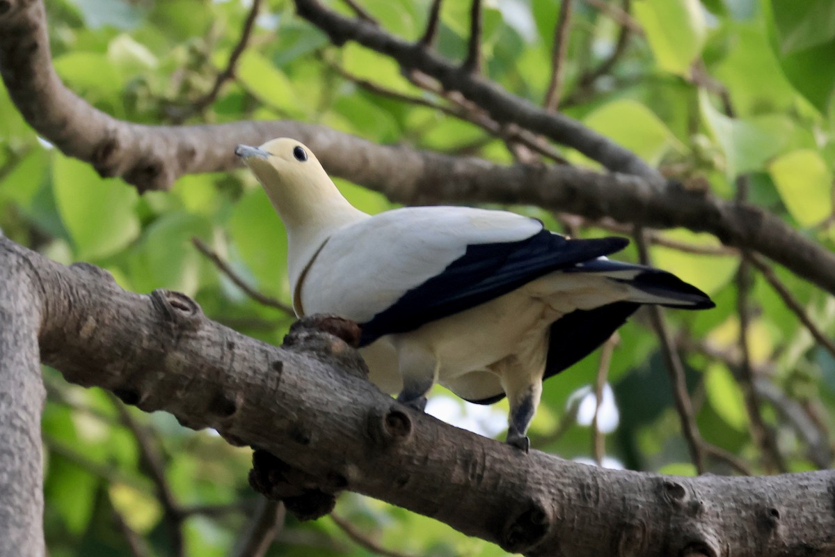 Pied Imperial-Pigeon - ML557154771