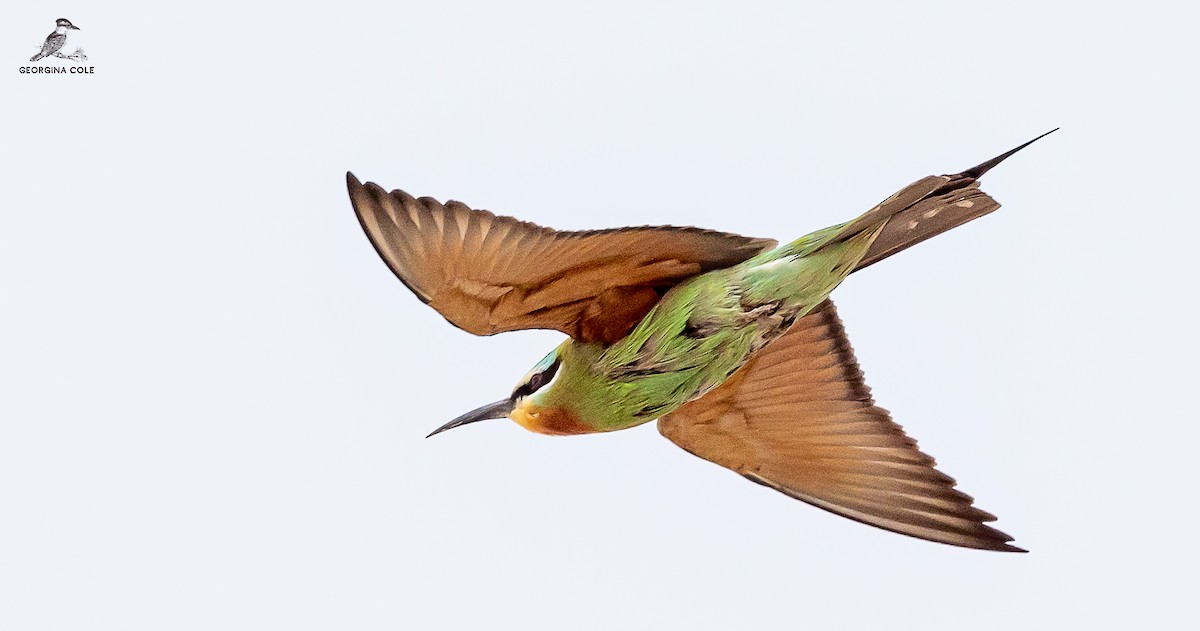 Blue-cheeked Bee-eater - ML557155721