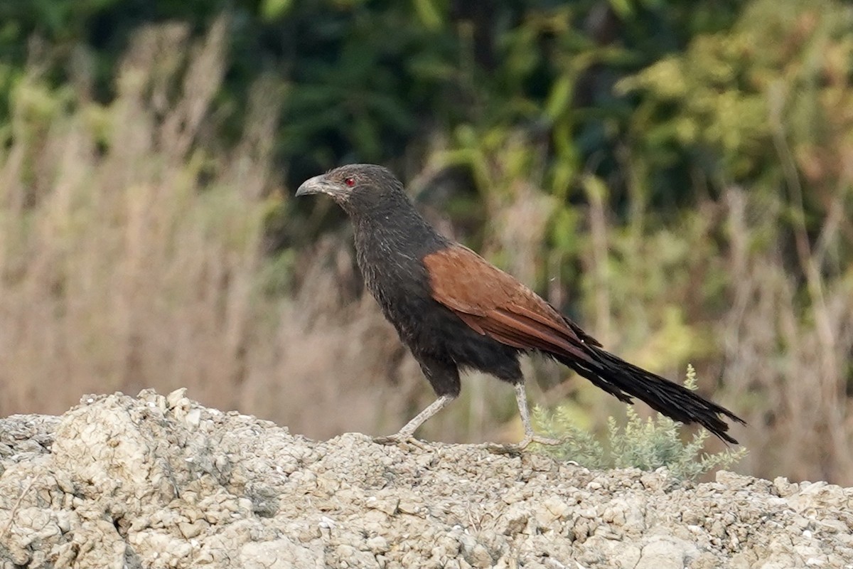 Greater Coucal - ML557156631