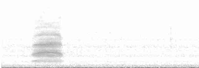 Тасманийский ворон - ML557160121