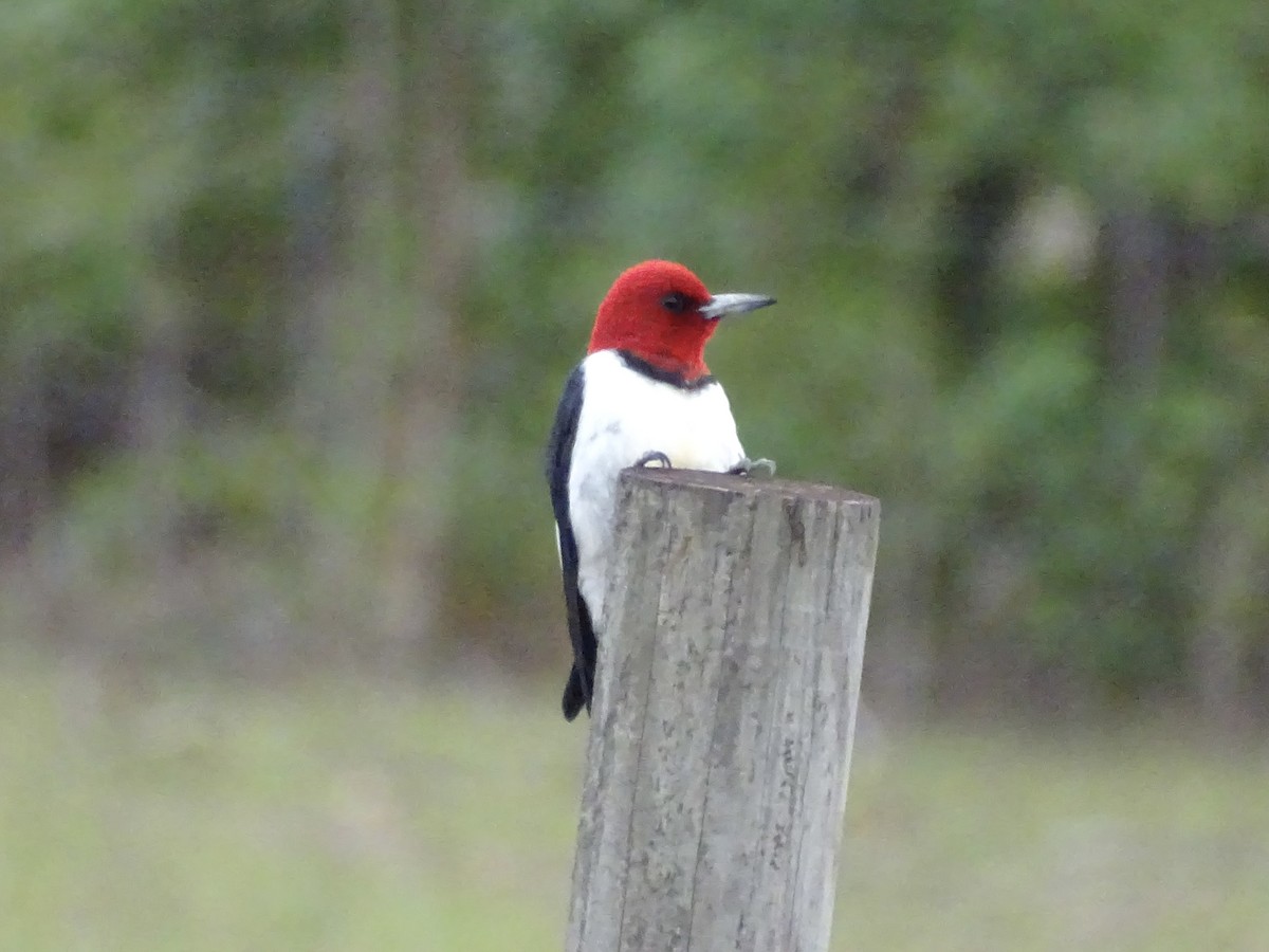 Red-headed Woodpecker - ML557167691