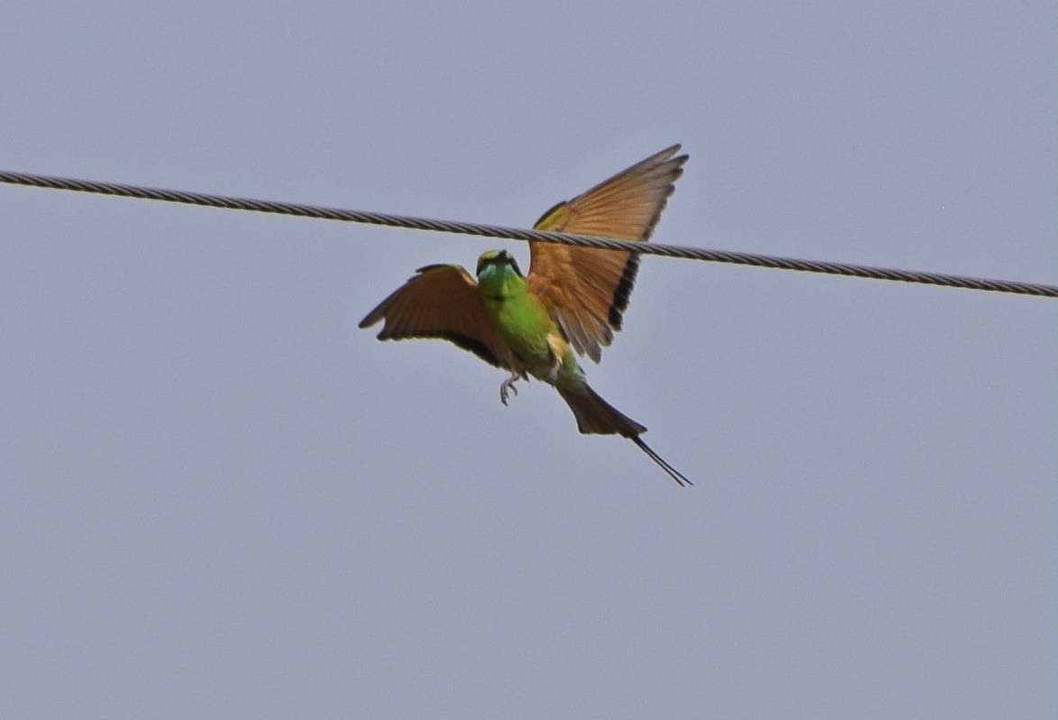 Asian Green Bee-eater - ML557174511