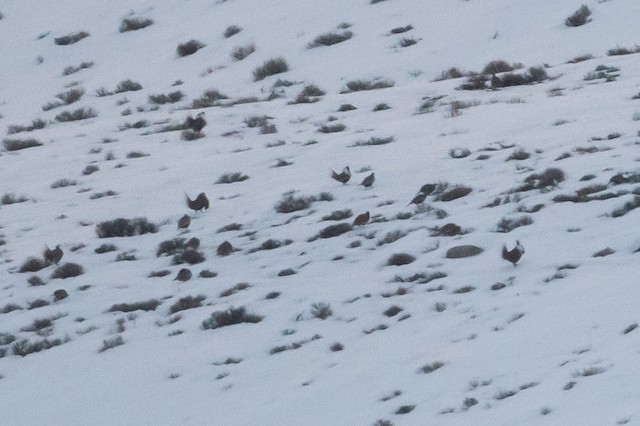 Gunnison Sage-Grouse