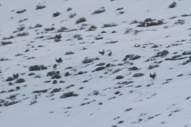 Gunnison Sage-Grouse